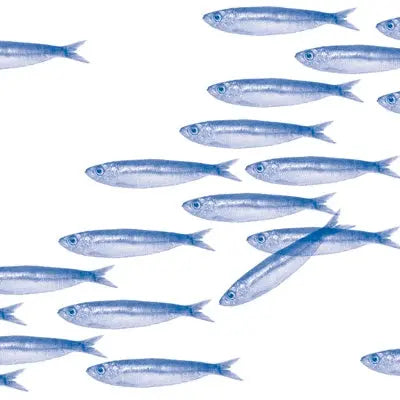 מפיות Sardines מבית Françoise Paviot