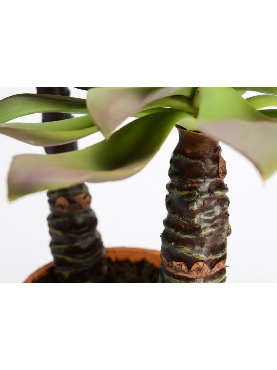 כפנית בכד חרס